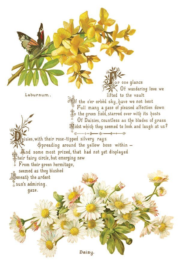 Lover of Flowers IOD Transfer 8x12 Pad - The Mustard Seed Collection, The Seed