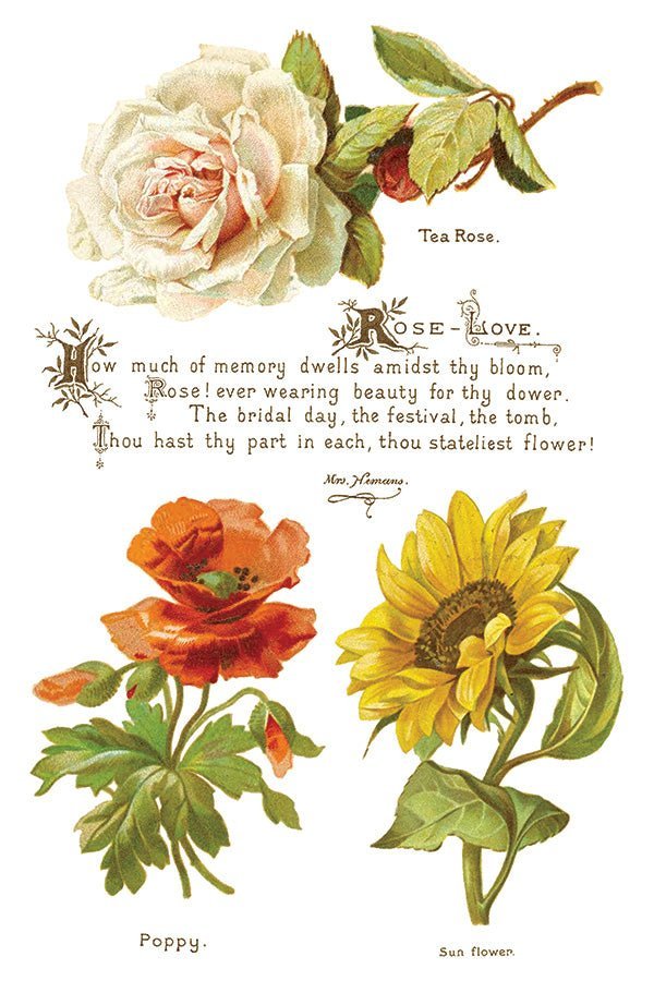 Lover of Flowers IOD Transfer 8x12 Pad - The Mustard Seed Collection, The Seed