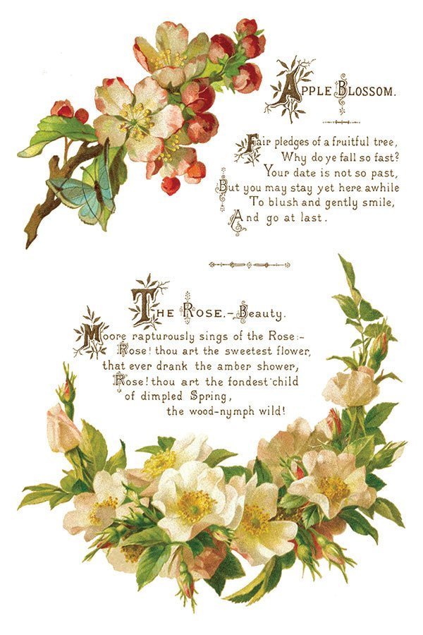 Lover of Flowers IOD Transfer 8x12 Pad - The Mustard Seed Collection, The Seed