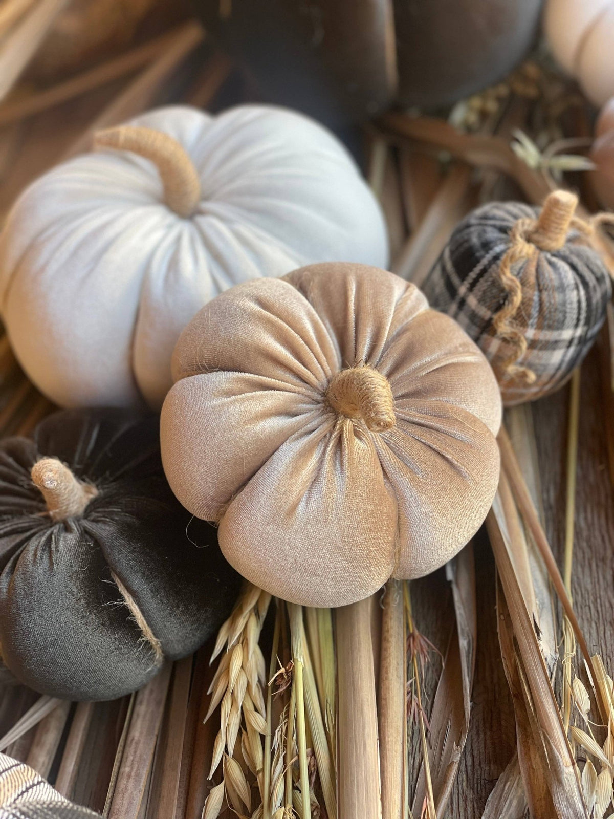Lrg. Desert Velvet Fall Pumpkin - The Mustard Seed Collection, The Seed