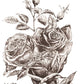 May's Roses IOD Transfer 12x16 Pad - The Mustard Seed Collection, The Seed