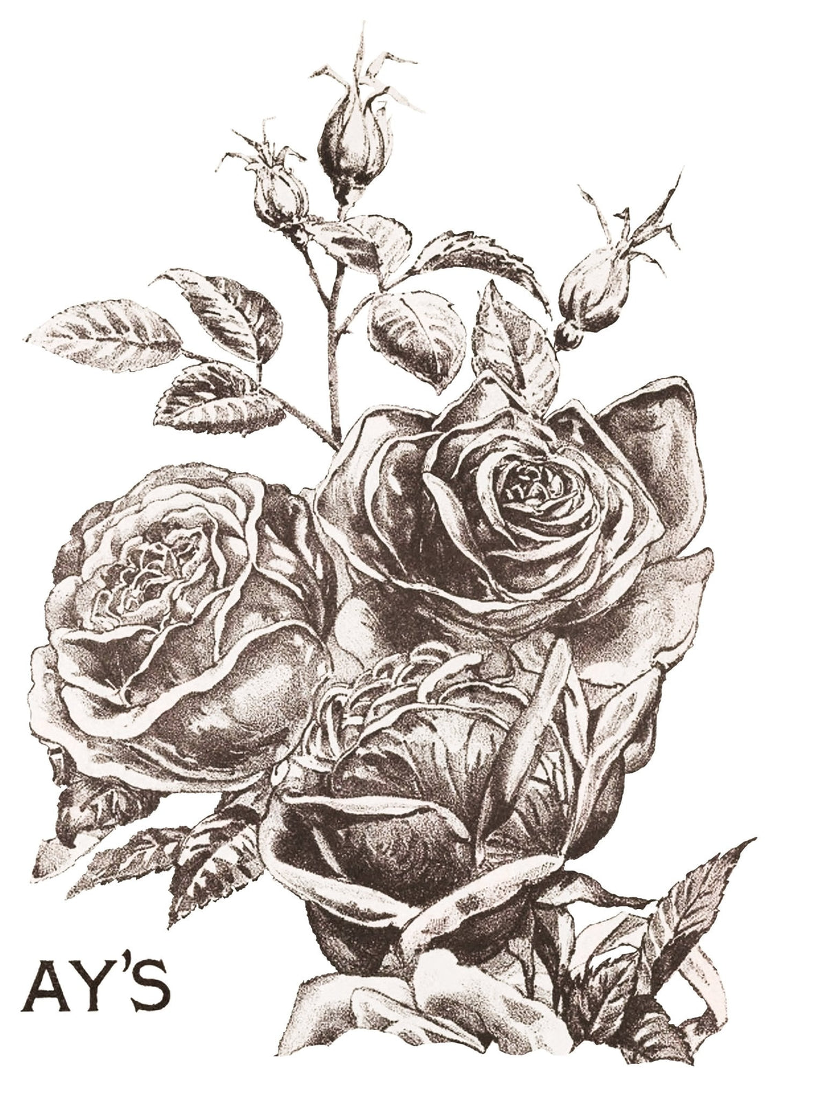 May's Roses IOD Transfer 12x16 Pad - The Mustard Seed Collection, The Seed