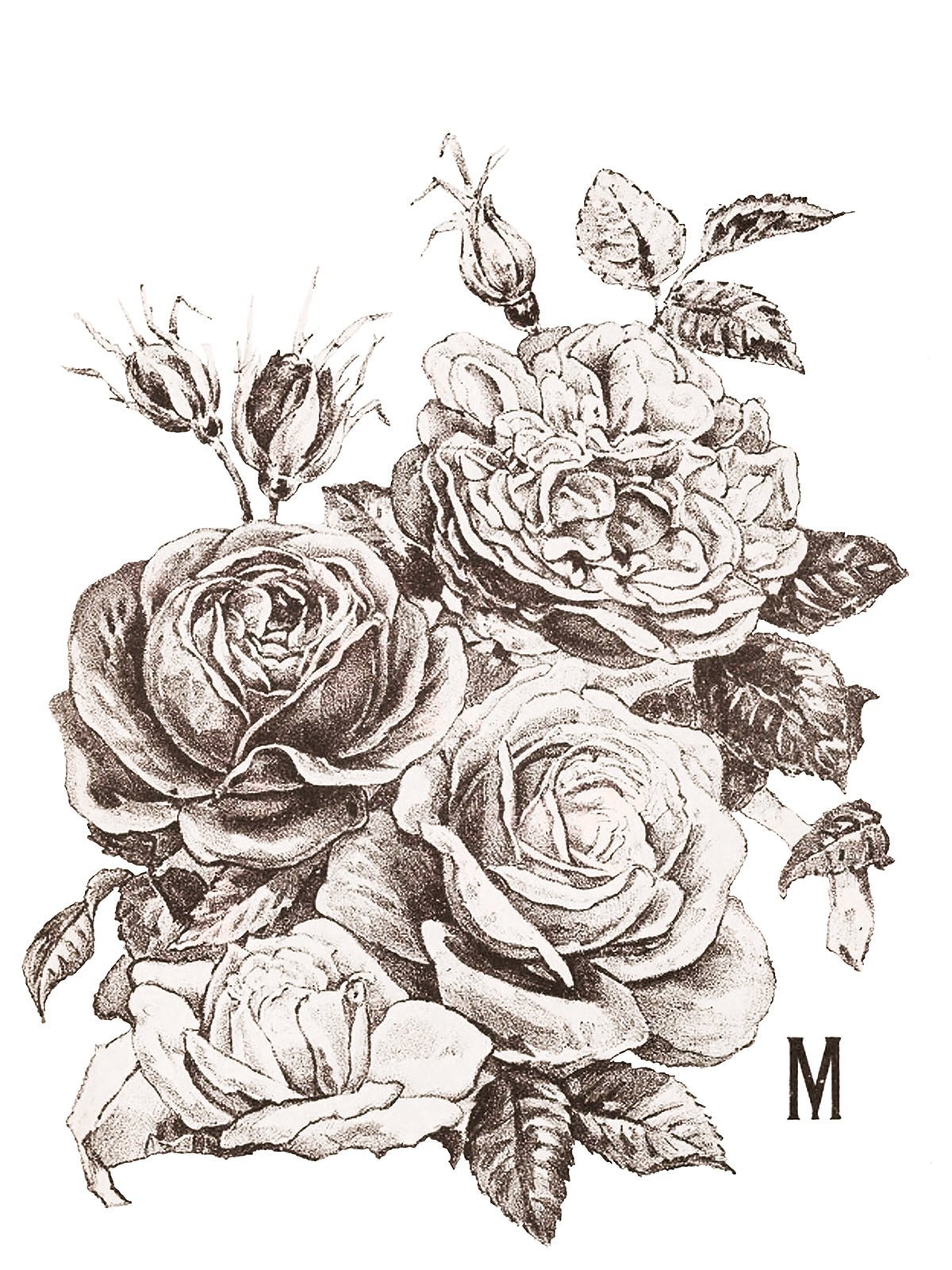 May's Roses IOD Transfer 12x16 Pad - The Mustard Seed Collection, The Seed