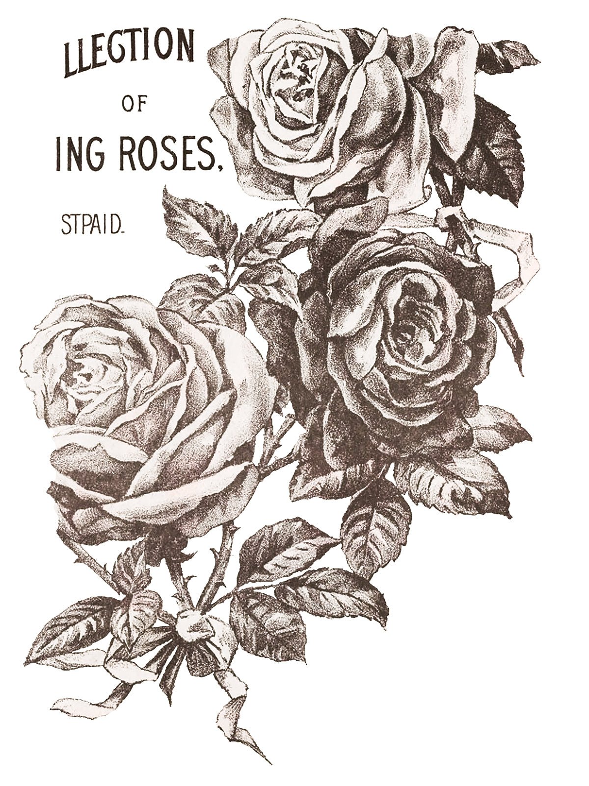 May's Roses IOD Transfer 12x16 Pad - The Mustard Seed Collection, The Seed