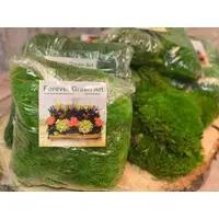 Mood Moss Bag - The Mustard Seed Collection, The Seed