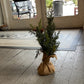 Oxford Cedar Tree 20" - The Mustard Seed Collection, The Seed