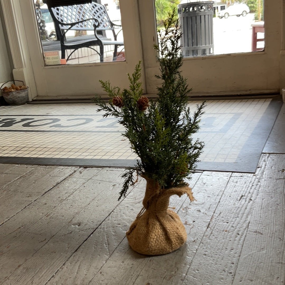 Oxford Cedar Tree 20" - The Mustard Seed Collection, The Seed