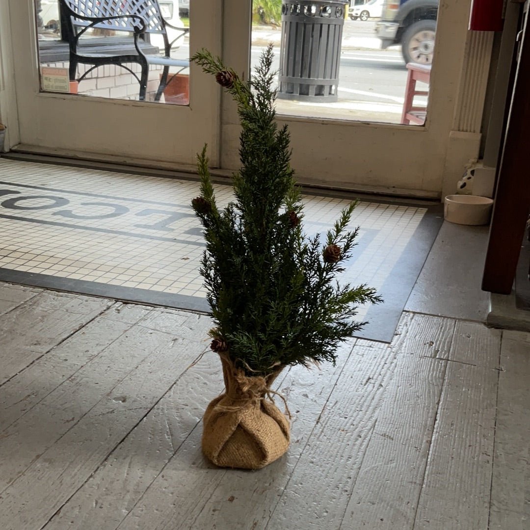Oxford Cedar Tree 25" - The Mustard Seed Collection, The Seed
