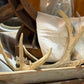 Pair 0f Elk Antler Sheds - The Mustard Seed Collection, The Seed