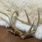 Pair 0f Elk Antler Sheds - The Mustard Seed Collection, The Seed
