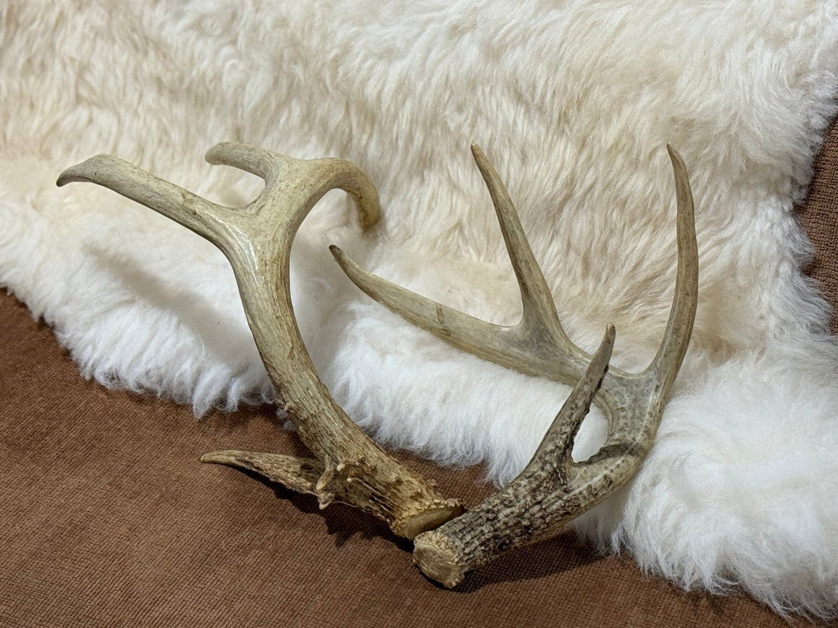 Pair 0f Elk Antler Sheds - The Mustard Seed Collection, The Seed
