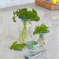 Produce Keepers - Set of 2 - The Mustard Seed Collection, The Seed