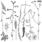 Sprigs 12x12 IOD Stamp - The Mustard Seed Collection, The Seed