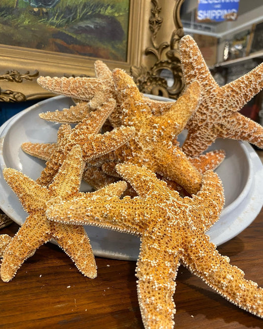 Starfish - Sugar 4 - The Mustard Seed Collection, The Seed
