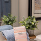 Sweet Grace Modern Stripe Sachet - The Mustard Seed Collection, The Seed
