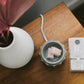 Sweet Grace Wax Bar - The Mustard Seed Collection, The Seed