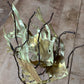 Vintage M. Hinz Signed Brass & Driftwood Marine Fish Sculpture (1987) – 12" x 8" 