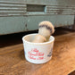 Vintage Old Spice Shaving Mug with Shaving Brush - The Mustard Seed Collection, The Seed