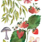 Whispering Willow IOD Transfer 12x16 Pad - The Mustard Seed Collection, The Seed