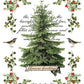 Winter Botanist IOD Transfer 8X12 - The Mustard Seed Collection, The Seed