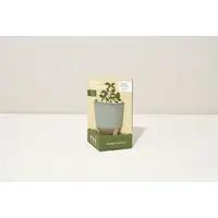 MS Glow & Grow Candle Herb Garden Modern Sprout