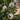 Always with You Cardinal Ornaments Col House Designs