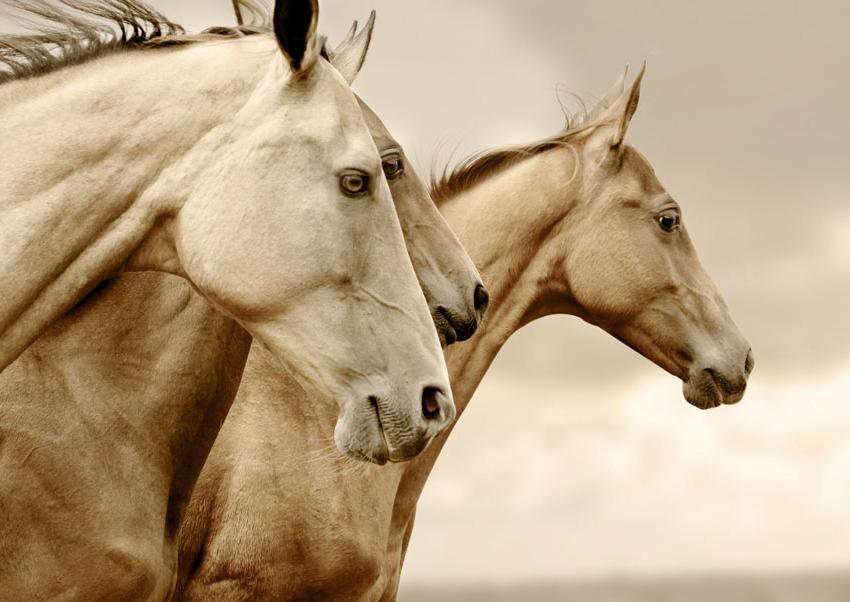 A1 Sepia Horses Mint Decoupage Paper