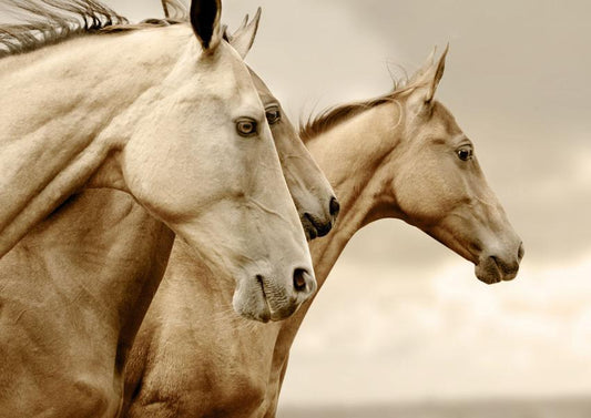 A1 Sepia Horses Mint Decoupage Paper