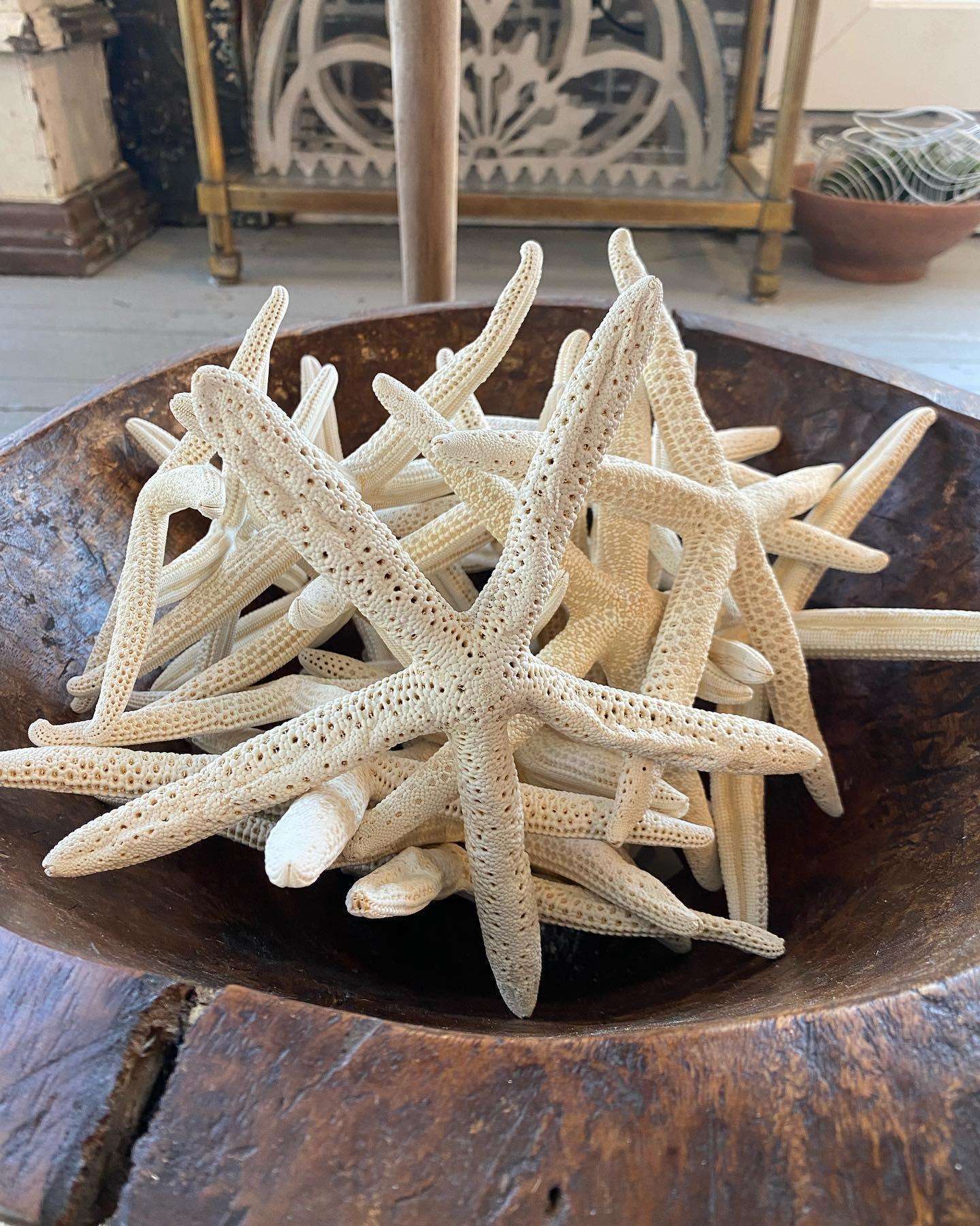 Starfish - Off White Pencil