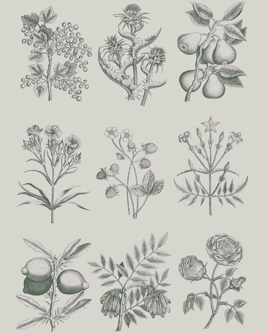 Botanical Drawings RHS Decoupage Paper