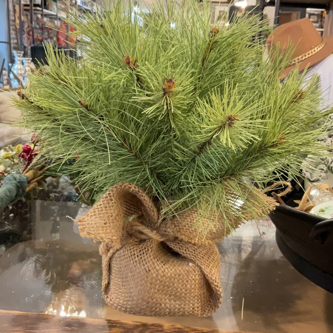 Aberdeen Pine Little Giant