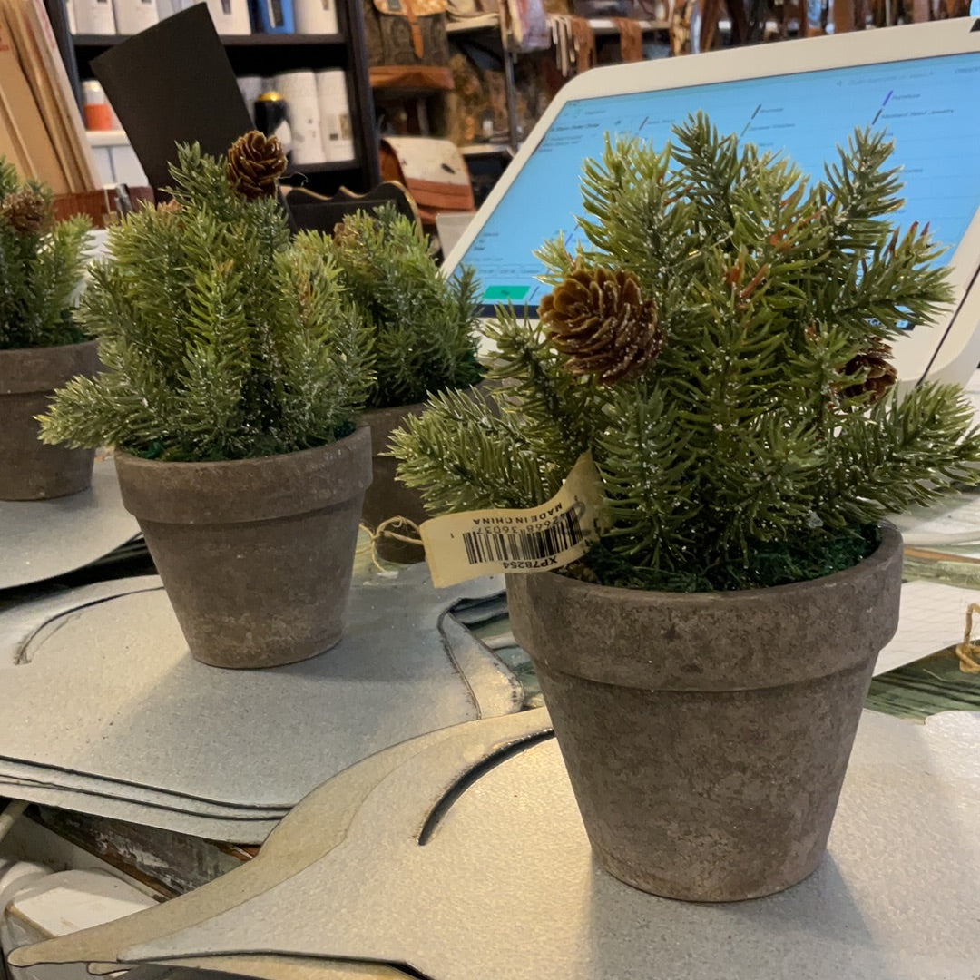 6" Potted Frosted White Spruce Half Sphere