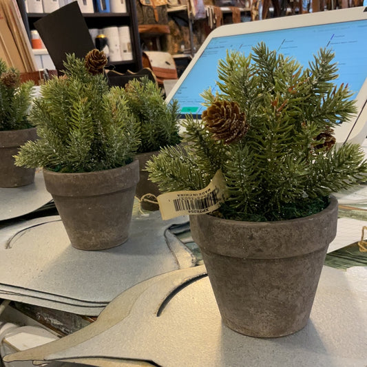 6" Potted Frosted White Spruce Half Sphere