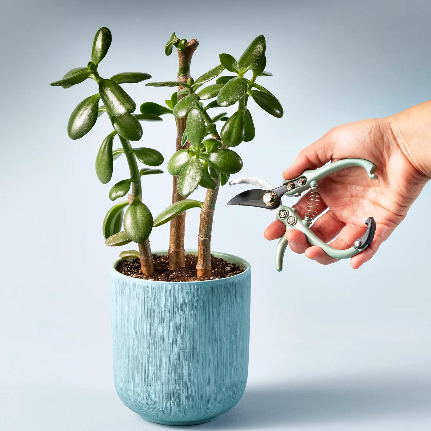 Garden Pruners: Sage